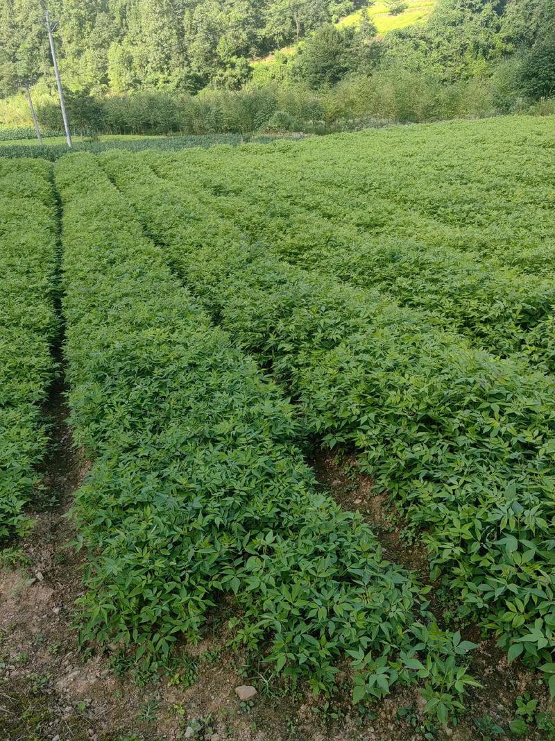 客户案例标题九