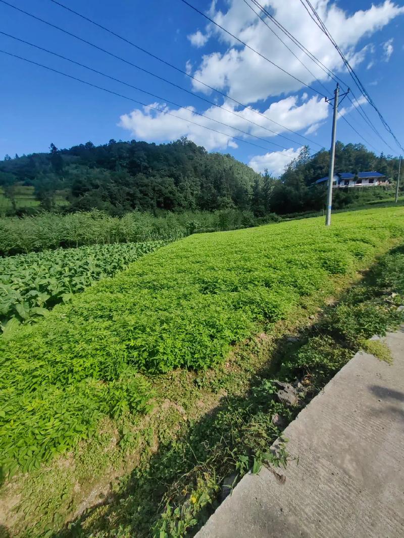 客户案例标题七
