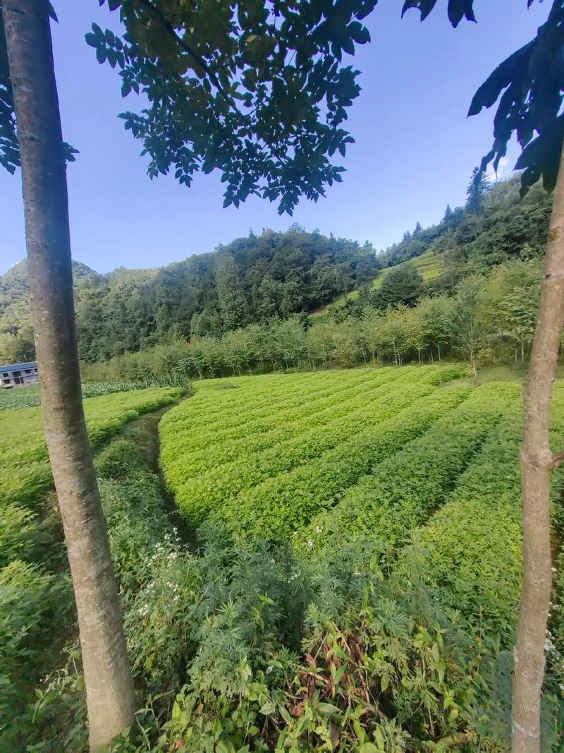 客户案例标题六